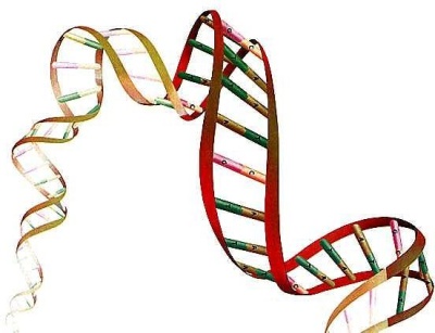 Quiz Genetics, CMC 1º Bachillerato